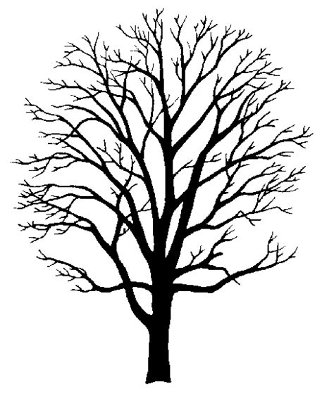 Tree Branch Outline - ClipArt Best