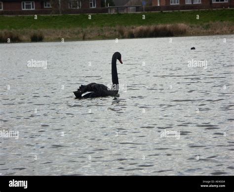 Black Swan on lake Stock Photo - Alamy