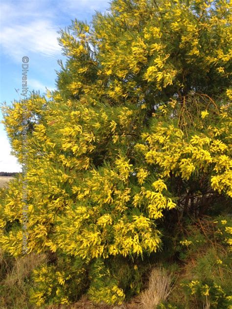 Acacia decurrens. early black wattle - Diversity Native Seeds