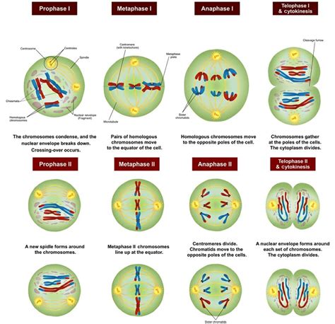Meiosis - Definition, Stages, Function and Purpose | Biology Dictionary