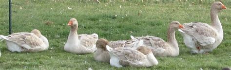 Feeding Geese | BackYard Chickens - Learn How to Raise Chickens