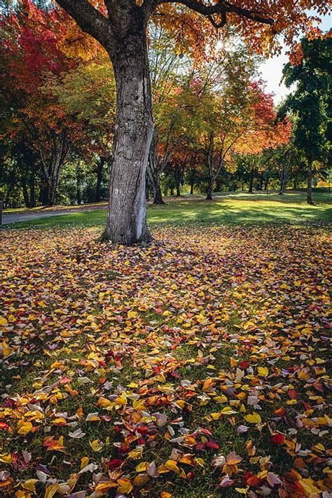 oregon fall update site | Oregon falls, Fall foliage, Oregon