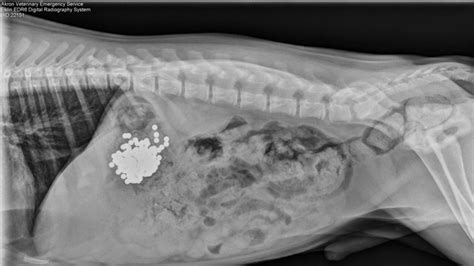 PHOTOS: X-rays reveal pets most embarrassing eats - ABC11 Raleigh-Durham