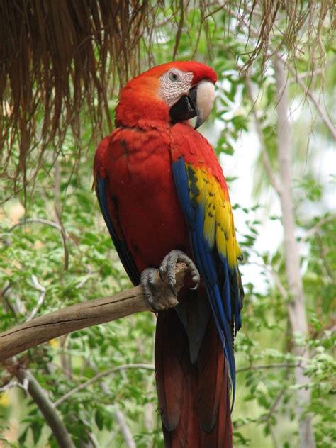 Scarlet Macaw Facts – Scarlet Macaw Diet & Behavior | Macaw, Macaw parrot, Budgies bird