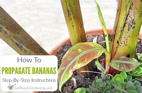 How To Propagate Banana Plants - Get Busy Gardening