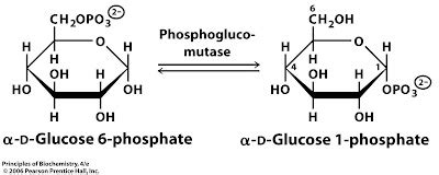 Sandwalk: Glycogen Synthesis