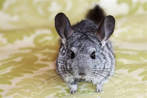 These Are Chinchillas’ Behavior Problems – Animal Encyclopedia