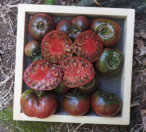 Tomato, Black Krim (Lycopersicon esculentum), packet of 30 seeds ...