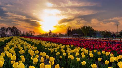 Kashmir is all set to Celebrate a 6-day Tulip Festival from April 3 ...