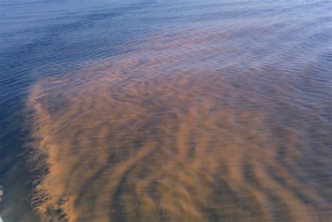 Noctiluca scintillans Bloom, Offshore Walton County, Febru… | Flickr