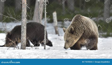 Cubs of Brown Bear (Ursus Arctos) after Hibernation on the Snow Stock ...