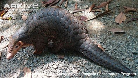 Chinese pangolin photo | Chinese pangolin, Pangolin, Mammals