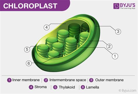 Chloroplast Drawing And Labeling