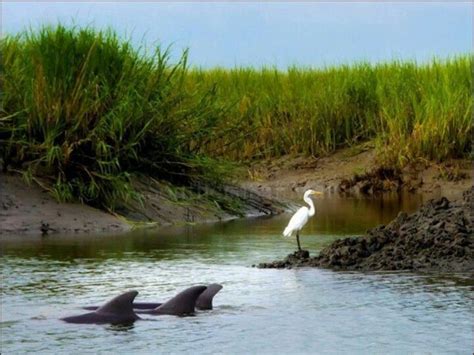 The best places to spot wildlife on hilton head island – Artofit