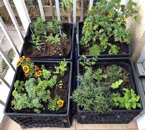 Vegetable gardening with milk crates - Gardening4Joy