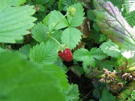 Edible wild fruits: berries and nuts | Wild edibles I love | Pinterest ...