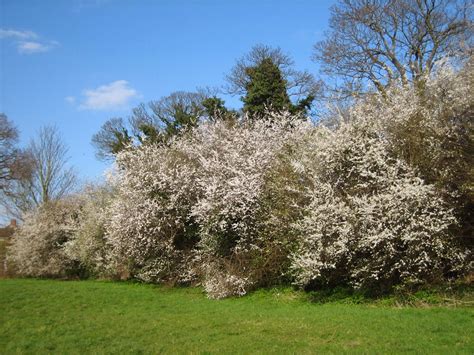 Trees Planet: Prunus spinosa - Blackthorn - Sloe