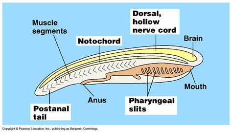 Phylum Chordata - EcuRed