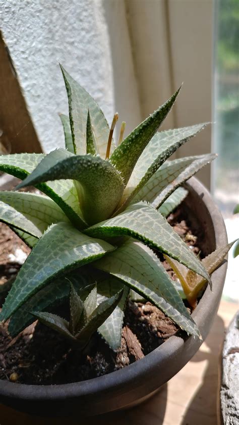 This will be like the 5th time my Haworthia has tried flowering. The ...