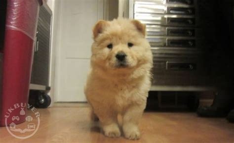 cream chow puppies for sale - Dogs - GUILDFORD - UK Buyer Animals classified ads in Britain