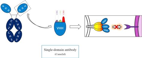 Representation of single-domain antibody (sdAb), as exemplified by the... | Download Scientific ...