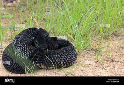 A black phase timber rattlesnake Stock Photo - Alamy