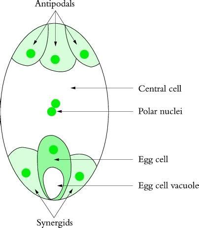 Draw a diagram of a mature embryo sac of an angiosperm and label the following parts in it.(i ...