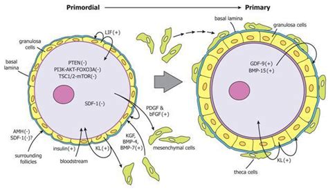 Figure 6, [Regulation of primordial follicle activation...]. - Endotext - NCBI Bookshelf