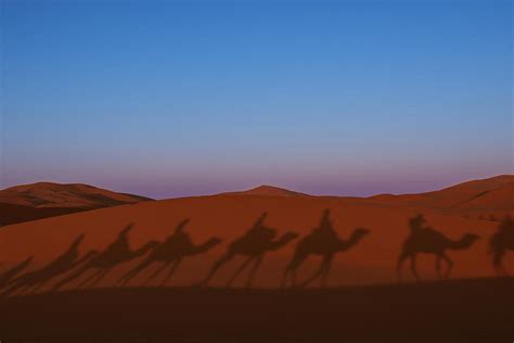 Camel shadow Morocco Photograph by Viorel Cristea - Fine Art America