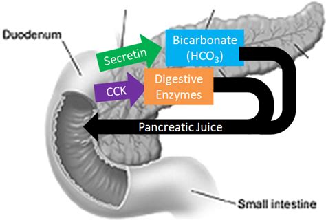 3.41 Digestive Hormones, Accessory Organs & Secretions | Nutrition Flexbook