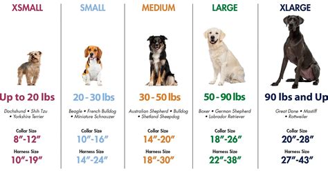A Guide to Choosing the Perfect 30 Pound Dog [2024]