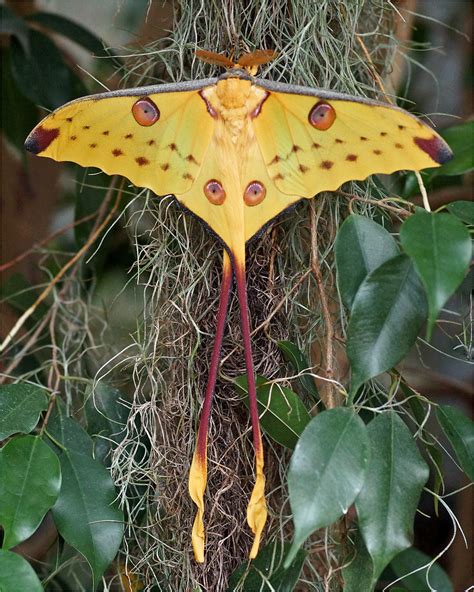 Comet Moth or Madagasacan Moon Moth | One of the largest and… | Flickr