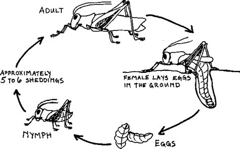 Insect Life/Biology - On the Grasshopper and the Cricket