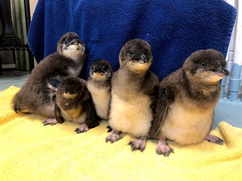 What Are the Names of the Blue Penguin Babies at NJ’s Adventure Aquarium? – NBC10 Philadelphia