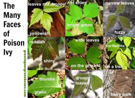 Poison Ivy Leaf Identification