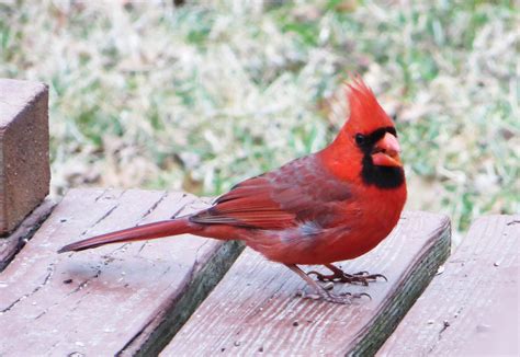 northern cardinal (state bird of north carolina) | Bird, State birds ...