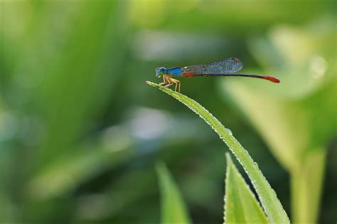 practice in macrophotography