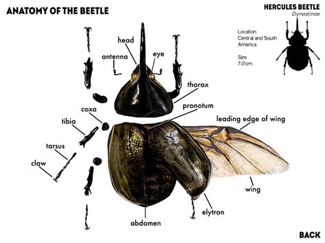 Pin by Jonatan Nunes on Animals | Beetle, Hercules beetle, Anatomy