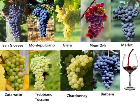 Varietà di uva - Dalla vite al vino - Il blog di Martina varietà