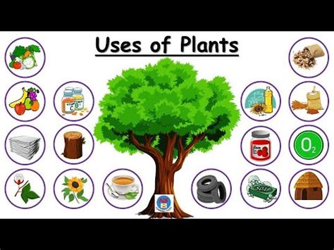 Uses of Plants for kids | Use of Plants | Plants and their uses | Plant give us | Uses of trees ...