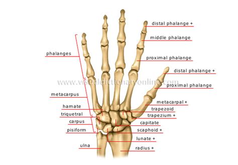 Physio Health: Finger and Hand Anatomy, and Grip