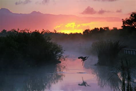 12 Wild Animals You Might See in the Everglades | Sarasota Magazine