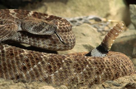 12 Remarkable Facts About Rattlesnakes