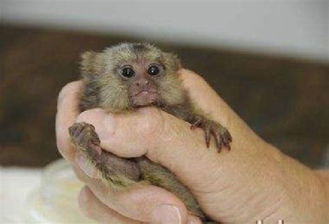 tiny monkeys for free adoption | Baby marmoset monkeys for adoption Offer Arizona | Adorable ...