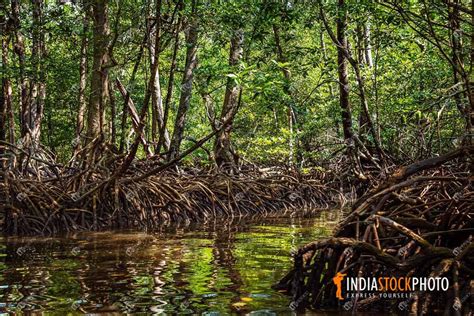 Mangrove Forest Swamp At Baratang Island Andaman | India Stock Photo