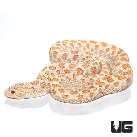 Adult Male Albino Anaconda Western Hognose Snake - Underground Reptiles