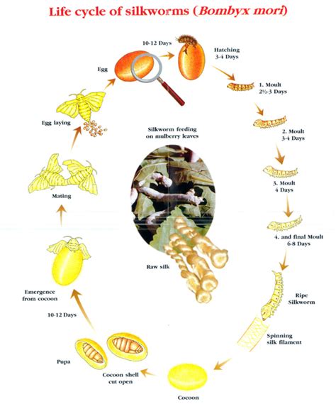 Shiny History of Silk | hubpages