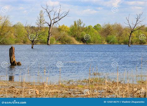 Flooding of the River during the Spring High Water Stock Image - Image of coast, flooded: 125014679