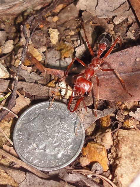 the red bulldog ant | that's a 5c piece, so the ant is about… | Flickr