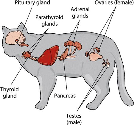 The-major-endocrine-glands-in-the-cat-by-Merck-Manuals | The A Level ...